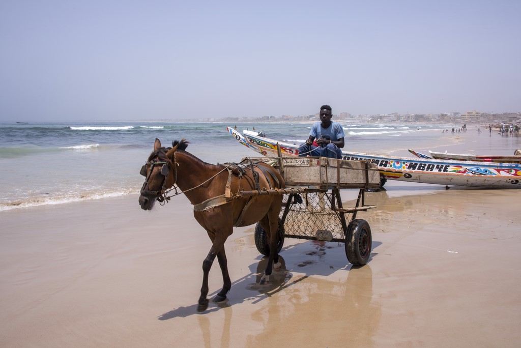 Port de pêche. transport du poisson