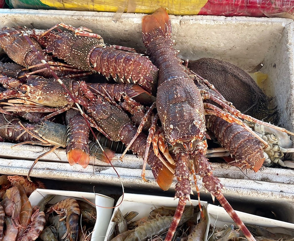 Langoustes Sénégal