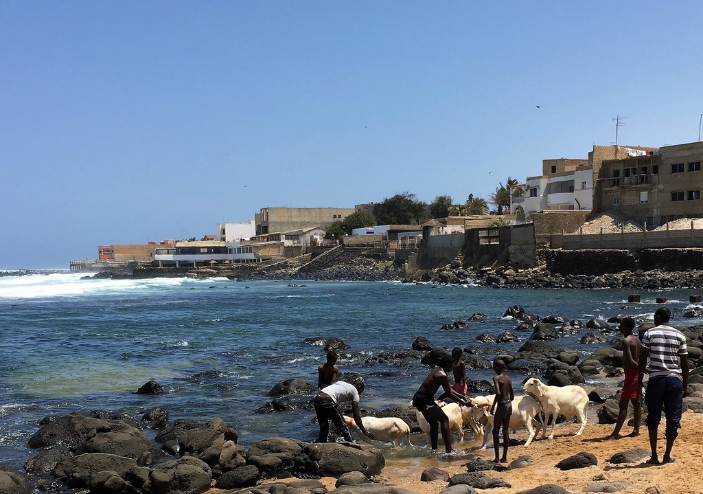 chèvre à la toilette au Sénégal