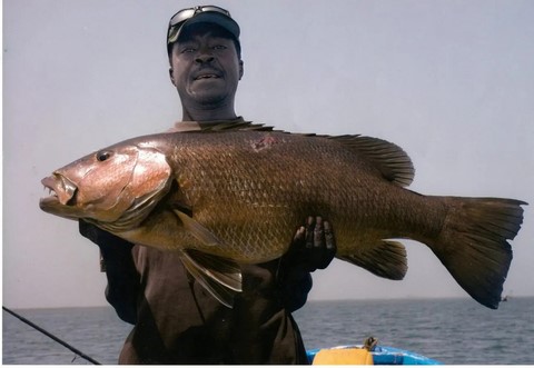 pêche sportive siné saloum