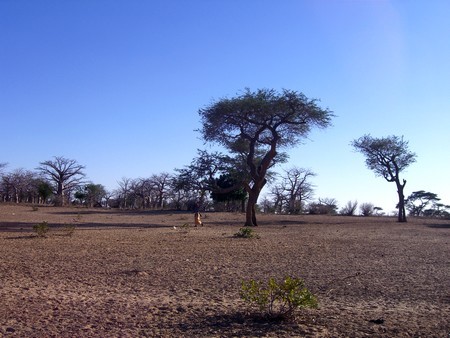 Savane et brousse au Sénégal