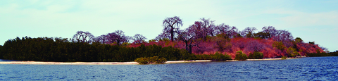 ile aux coquillage sénégal