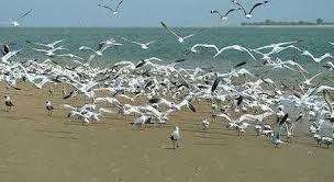 ile aux oiseaux ile aux oiseaux siné saloum