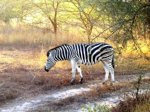 Réserve de Bandia Sénégal